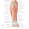 Plastic Surgery Volume 6: Hand and Upper Limb 4th Edicion 2018
