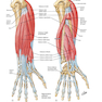 Plastic Surgery Volume 6: Hand and Upper Limb 4th Edicion 2018