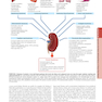 HARRISONS PRINCIPLES OF INTERNAL MEDICINE Part Disorders Of the Kindney And Urinary Tract