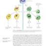 Ryan - Sherris Medical Microbiology, Eighth Edition 2022