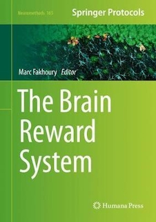 عکس The Brain Reward System