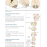 Neurology - A Clinical Handbook