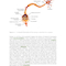 Research Methods for Cognitive Neuroscience