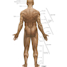 Netter Atlas of Human Anatomy: Classic Regional Approach: (Netter Basic Science) 8th Edition