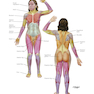 Netter Atlas of Human Anatomy: Classic Regional Approach: (Netter Basic Science) 8th Edition