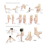 Netter Atlas of Human Anatomy: Classic Regional Approach: (Netter Basic Science) 8th Edition