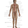 Netter Atlas of Human Anatomy: Classic Regional Approach: (Netter Basic Science) 8th Edition