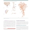 2023 Biological Psychology 14th Edicion