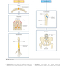 Gray’s Anatomy for Students 5th Edition 2024