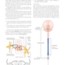 Gray’s Anatomy for Students 5th Edition 2024