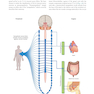 Gray’s Anatomy for Students 5th Edition 2024