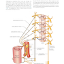 Gray’s Anatomy for Students 5th Edition 2024