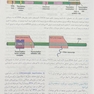 جنین شناسی پزشکی لانگمن 2023