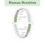 English for the students of Dentistry (volume 1)