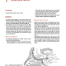 Cranial Nerves: Anatomy, Pathology, Imaging
