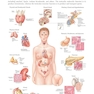 Examination Review for Ultrasound: Abdomen and Obstetrics & Gynecology Third Edition