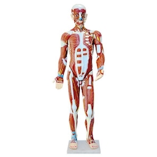 عکس عضلات بدن 1/2