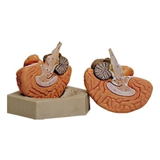 عکس مغز 2 قسمتی