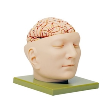 عکس سر با مغز