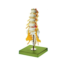 عکس مهرهای تحتانی