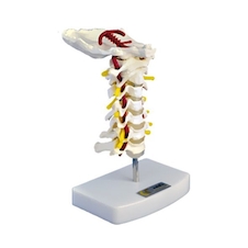 عکس مهرهای گردن