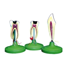 عکس دندان 3 قسمتی