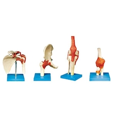 عکس زانو  ران  کتف  آرنج