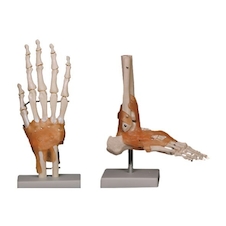 عکس مچ دست  مچ پا