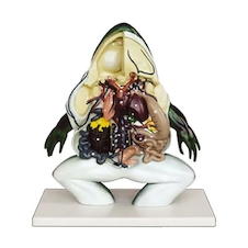 عکس قورباغه