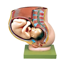 عکس مدل حاملگی