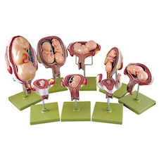 عکس مراحل حاملگی