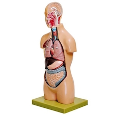 عکس نیم تنه 1/2 ساده