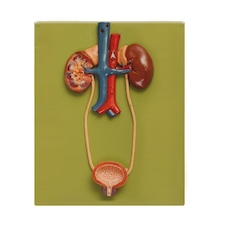 عکس دفع ادرار