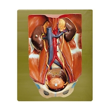 عکس دفع ادرار 4 قسمتی