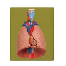 عکس دستگاه تنفس