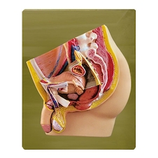 عکس برش مقطع مرد