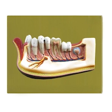 عکس نیم فک دیواری