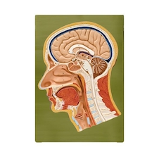 عکس برش مقطع سر