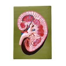 عکس کلیه دیواری