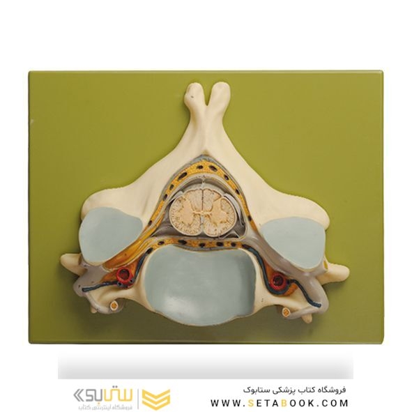 پنجمین مهره گردن