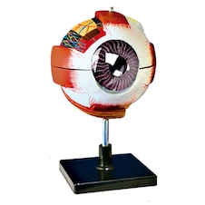 عکس چشم 20 برابر