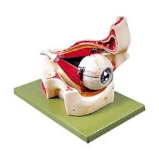 عکس چشم با نمایش ماهیچه