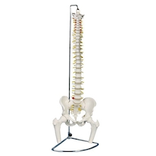 عکس ستون فقرات