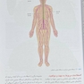 نوروآناتومی گری برای دانشجویان 2024 جلد چهارم