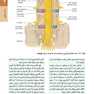 اصول طب داخلی هاریسون 2020 بیماری های روماتولوژی و دستگاه ایمنی