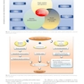 Hypertension: A Companion to Braunwald