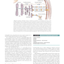 Williams Textbook of Endocrinology 15th Edition 2024
