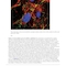 The Biology of Cancer Third Edition 2023