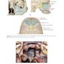 2024-2025 Basic and Clinical Science Course, Section 5: Neuro-Ophthalmology