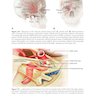 2024-2025 Basic and Clinical Science Course, Section 5: Neuro-Ophthalmology